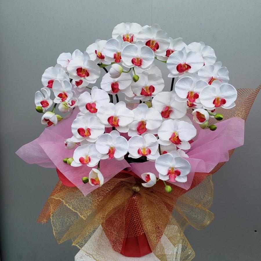 胡蝶蘭M5F 白赤（高約７０cm×幅４０cm）光触媒コーティング - 造花
