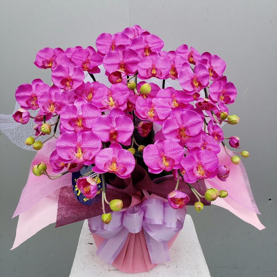 夢見鳥蘭S/5F/赤（造花）光触媒 花、ガーデニング-造花、アートフラワー-アートフラワー鉢花