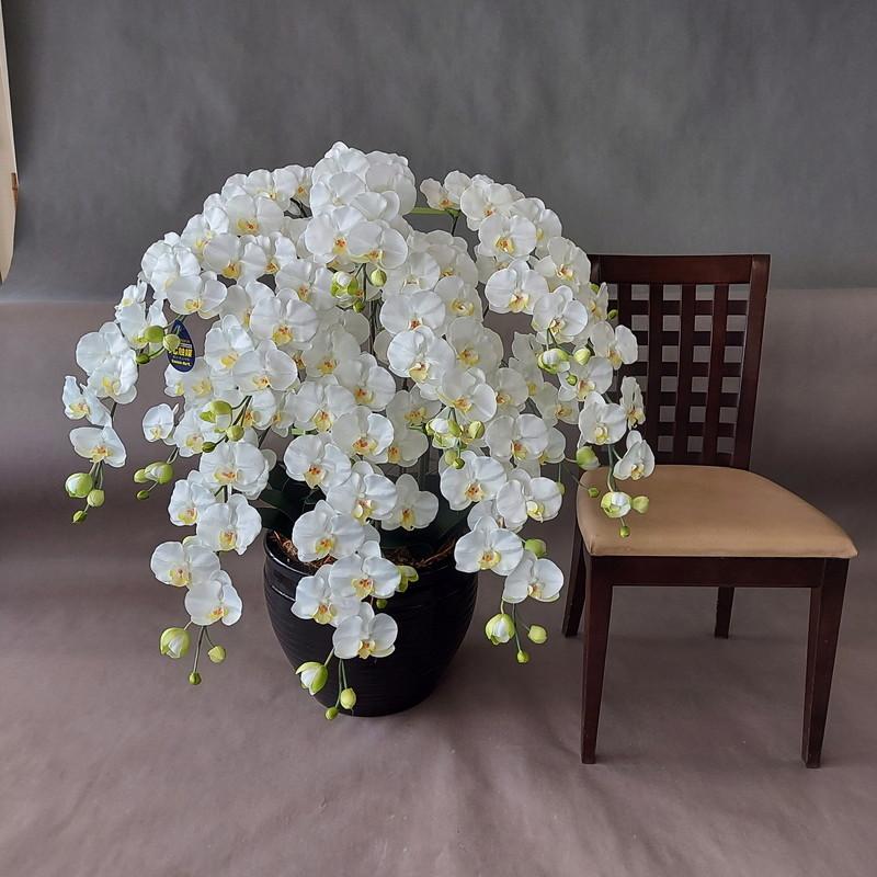 胡蝶蘭L、造花・10F/白黄・高100×幅60・光触媒コーティング : アイ  