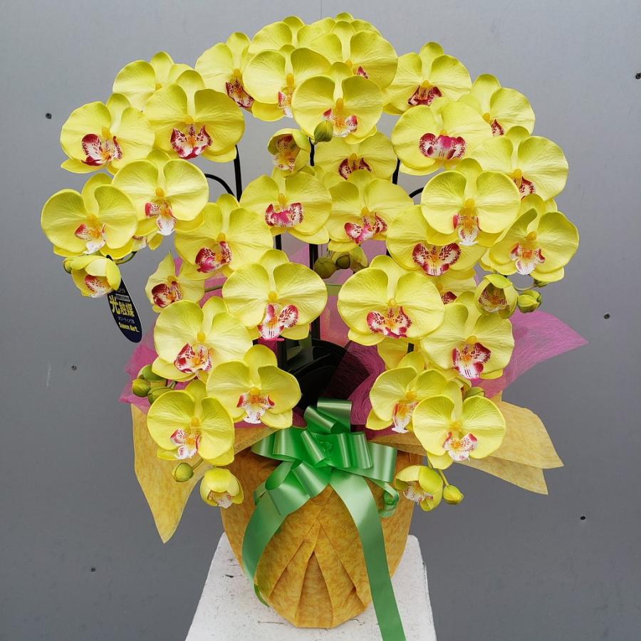 胡蝶蘭-黄 5F 高さ70cm×巾40cm 造花・光触媒 コーティング