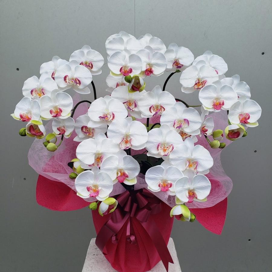胡蝶蘭M5F白（高70cm×幅40cm）（光触媒）