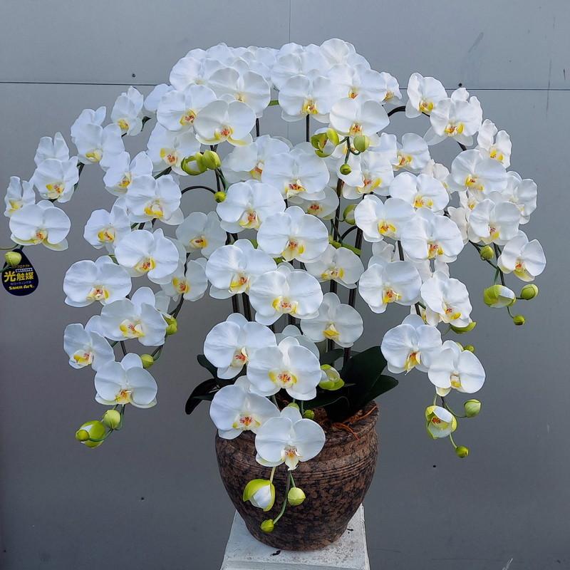 胡蝶蘭・L・7F・白黄リップ・造花・高約１ｍ×幅80cm・光触媒の画像