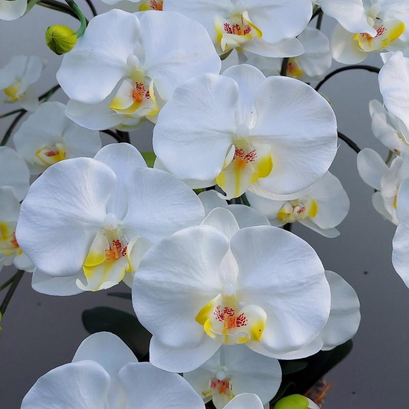 胡蝶蘭・L・7F・白黄リップ・造花・高約１ｍ×幅80cm・光触媒の画像