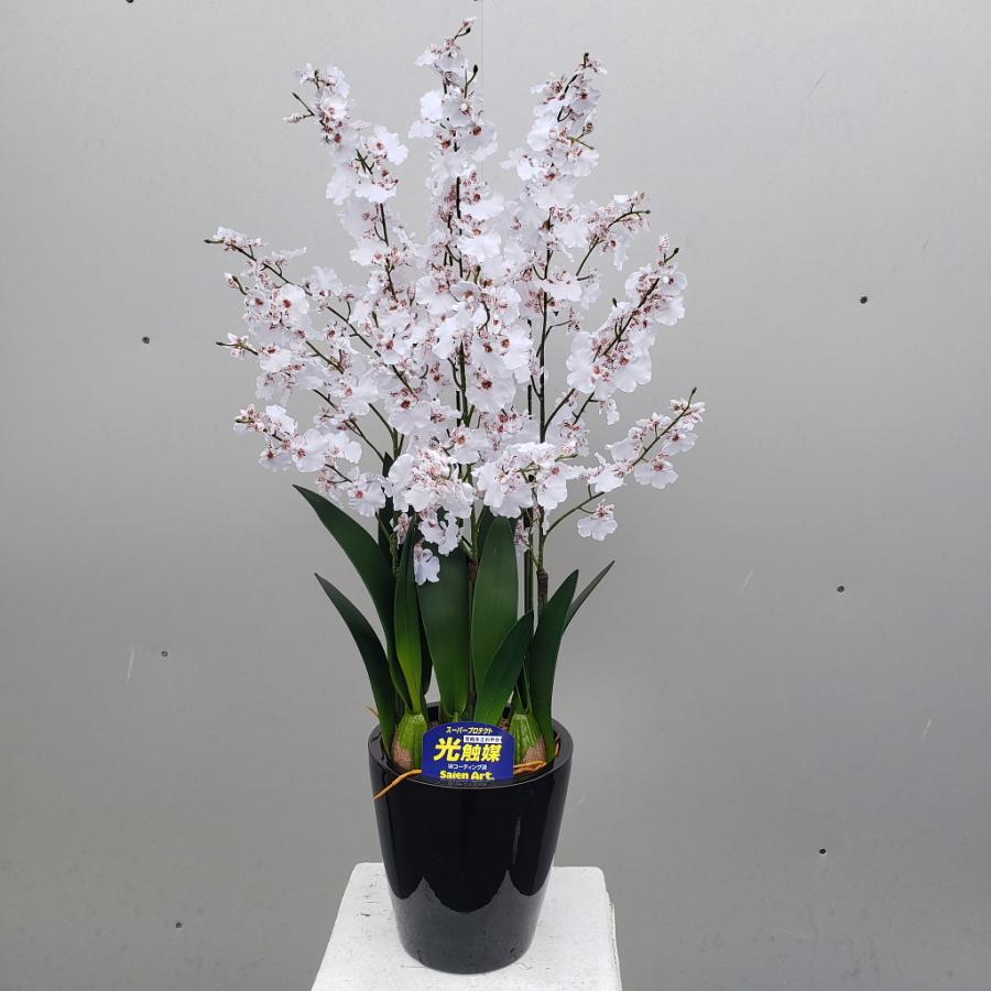 楽天市場 オンシジュウム 6f 白 造花 高約90 幅40 光触媒 値引 Www Gran Gusto It