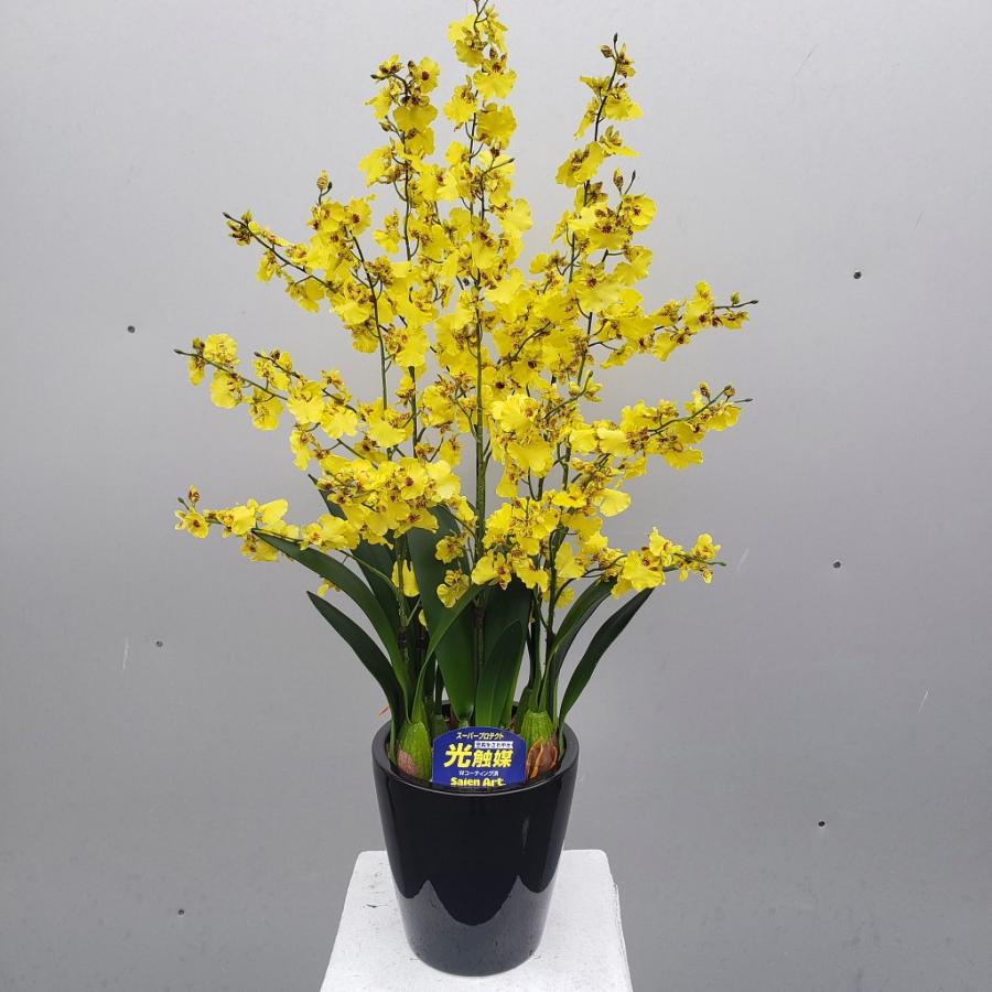 オンシジュウム 6f 黄色 造花 光触媒 Onshikiirohachiaa アイフラワー グリーン 通販 Yahoo ショッピング