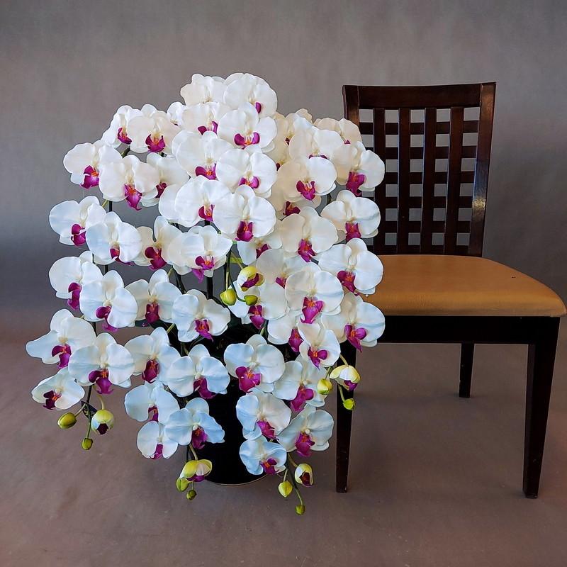 胡蝶蘭DXLロング/白紫 5本立 （高85cm巾70cm）オリジナル、光触媒 