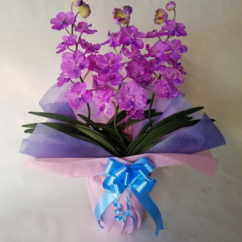 バンダラン　Ｖａｎｄａ　薄紫　Ｎｏ6（約高さ７０ｃｍ巾５０ｃｍ）