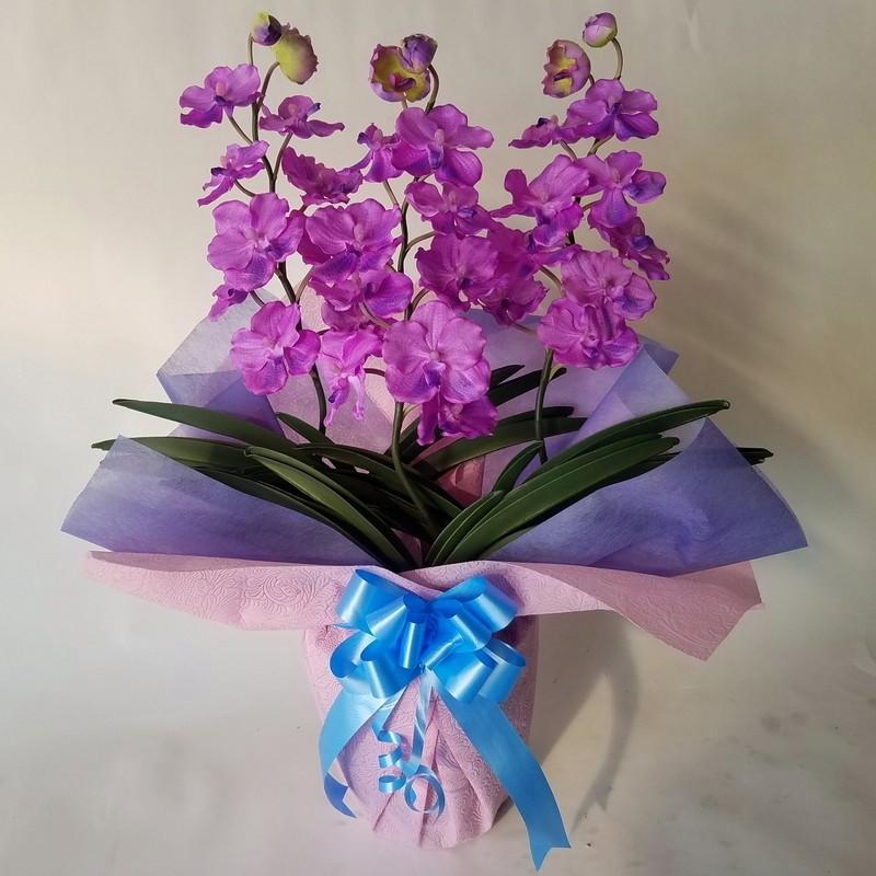 バンダラン ｖａｎｄａ 薄紫 ｎｏ6 約高さ７０ｃｍ巾５０ｃｍ Pfehg27wzf アイフラワー グリーン 通販 Yahoo ショッピング
