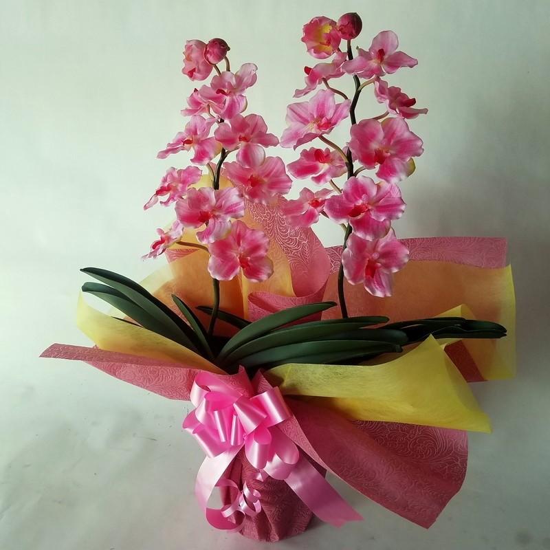 バンダラン　Ｖａｎｄａ 2F　ピンク　Ｎｏ２（約高さ６５ｃｍ巾45ｃｍ）光商売、開店祝、新築祝、結婚祝、他各種ギフト