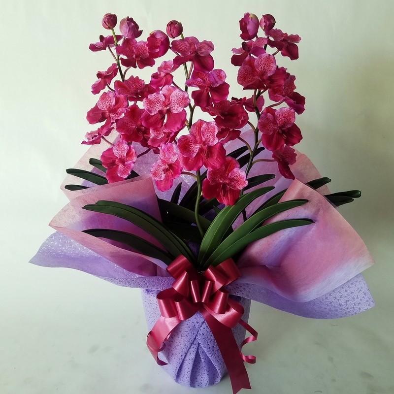 バンダラン　Ｖａｎｄａ　３Ｆ　赤　Ｎｏ４（約高さ７０ｃｍ巾５０ｃｍ）光商売、結婚祝。開店祝他各種ギ｜aige｜04