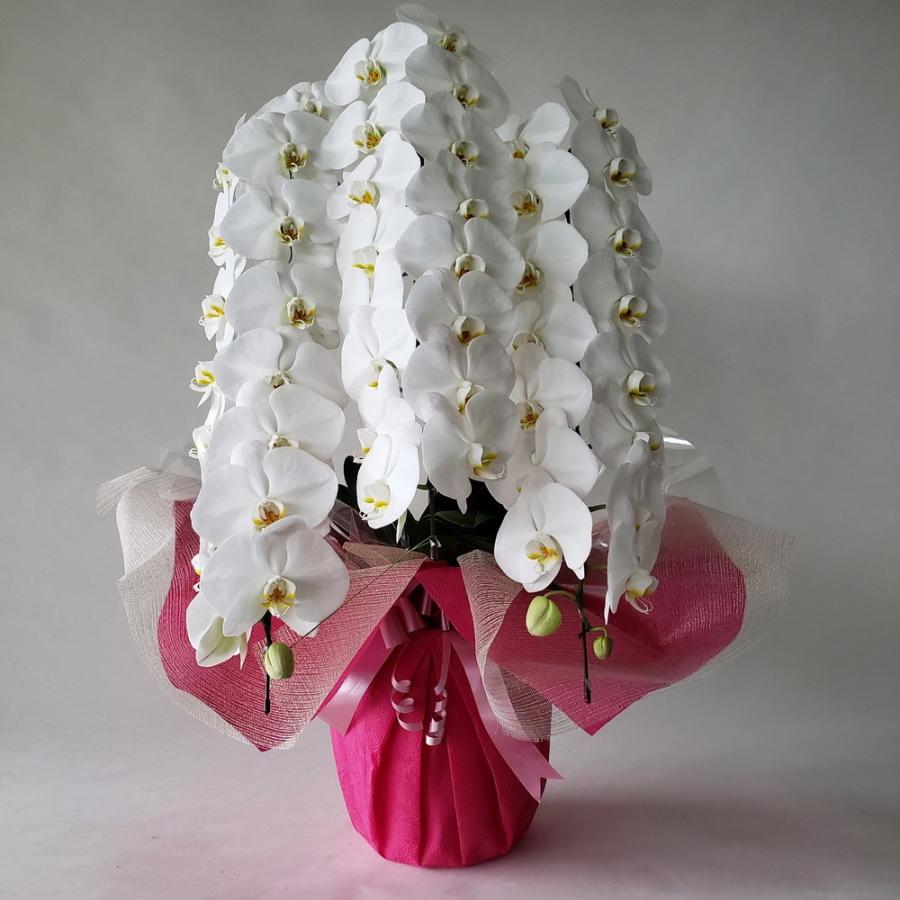 胡蝶蘭 生花 白 3本立 高約１ｍ 巾45cm 開店祝 新築祝 Realfale001 アイフラワー グリーン 通販 Yahoo ショッピング