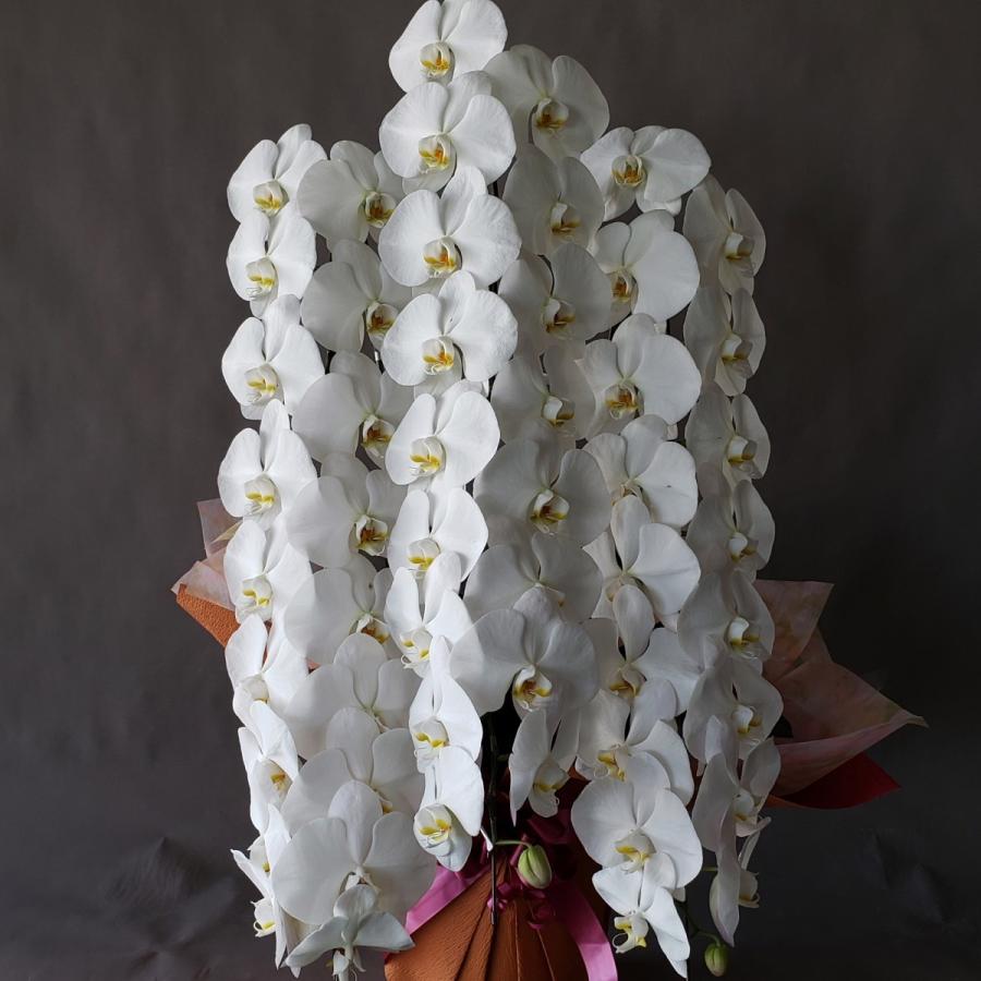 生花 胡蝶蘭 白（約高100cm×巾50cm） ゲンテン公式 