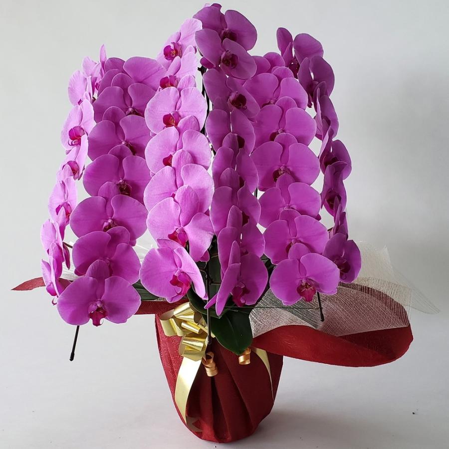 生花 胡蝶蘭 赤３f 高80cm 巾45cm Realfale004 アイフラワー グリーン 通販 Yahoo ショッピング