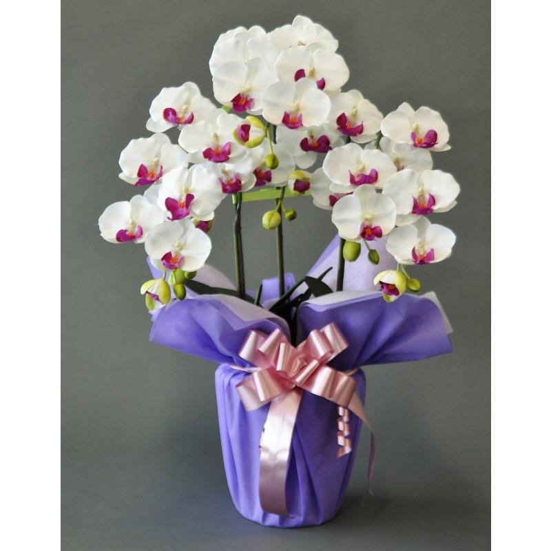 胡蝶蘭Ｍ白紫　３本　（高さ６５cm）オリジナル アレンジメントです。