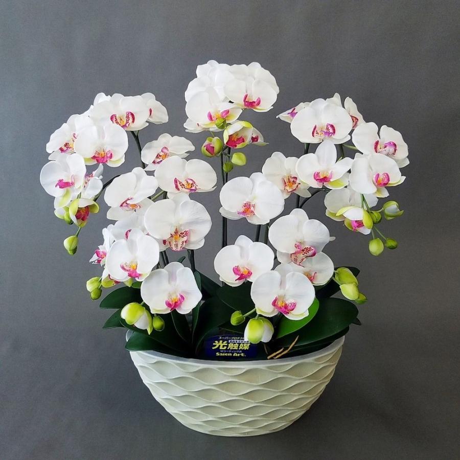 胡蝶蘭Ｍ白　５本立　フアッション鉢入（高さ６５ｃｍ×幅５５ｃｍ