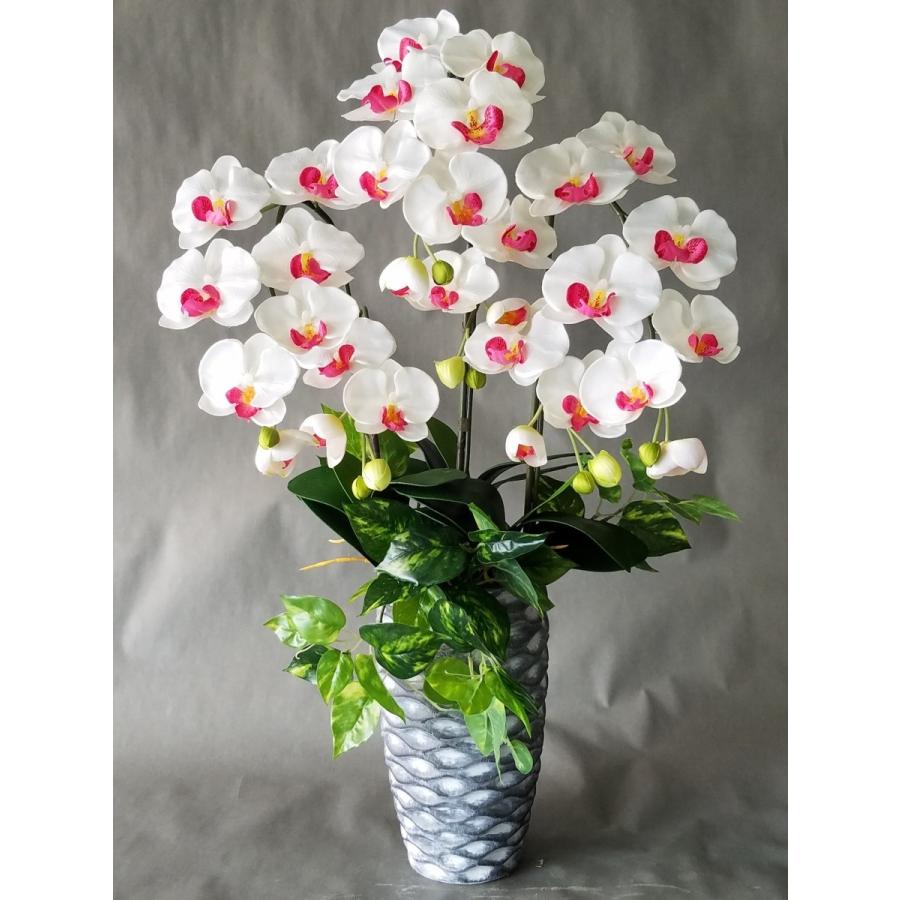 胡蝶蘭Ｍ　白赤　３Ｆ＆ポトス