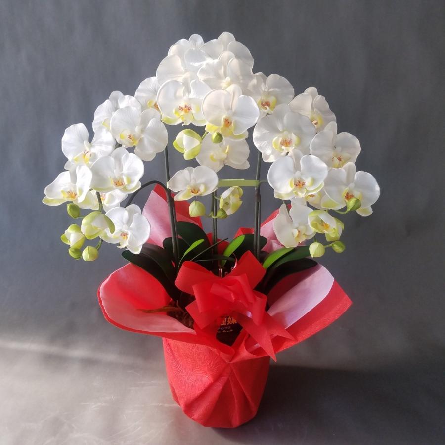 胡蝶蘭Ｍ　白黄３本立　ギフト（高さ７０ｃｍ）この商品はオリジナルアレンジメントです。