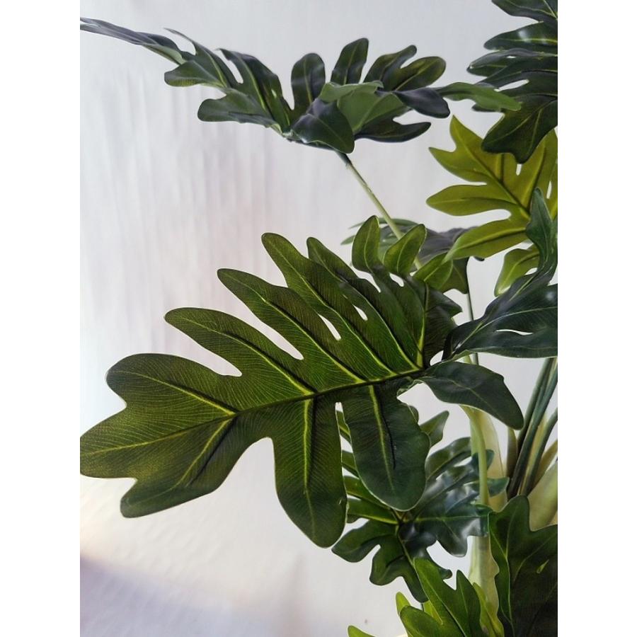 観葉植物 セローム高さ65cm幅45cm【リビングやオフイスに観葉