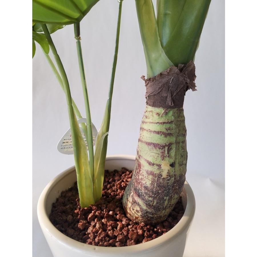 観葉植物 セローム高さ65cm幅45cm【リビングやオフイスに観葉