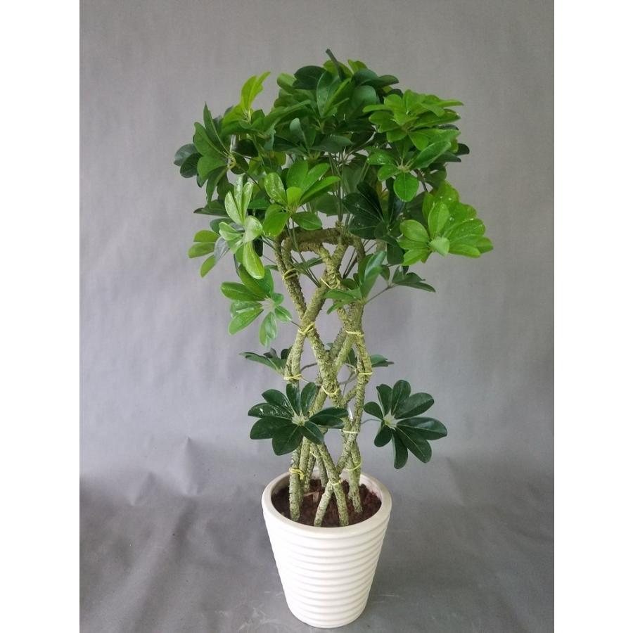 輝く高品質な 観葉植物 ホンコン８本編みタワー 高さ８5ｃｍ幅５5ｃｍ リビングやオフイスにピッタリ高品質の観葉植物 光触媒 造花 開店祝 新築祝 売れ筋 Www Maxipiso Com Ar