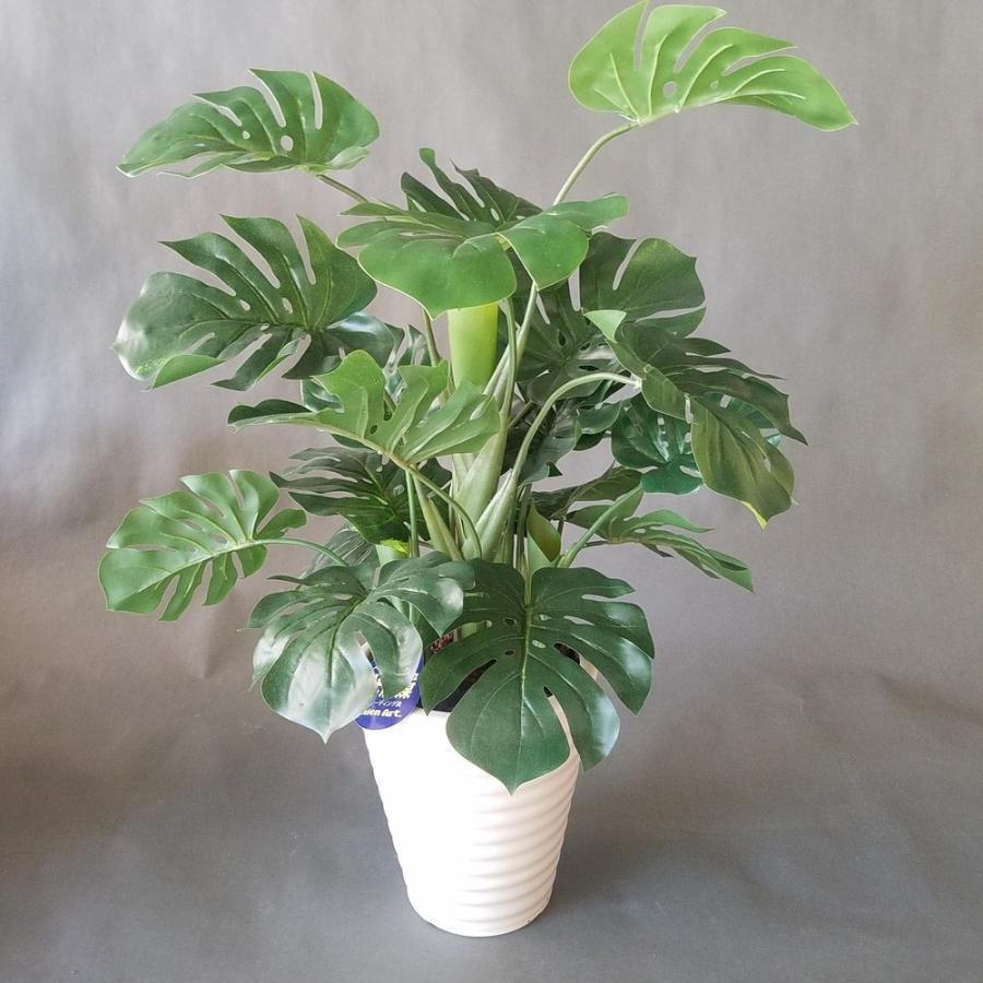 観葉植物 モンステラ株立 （高60cm幅45cm）【リビングや