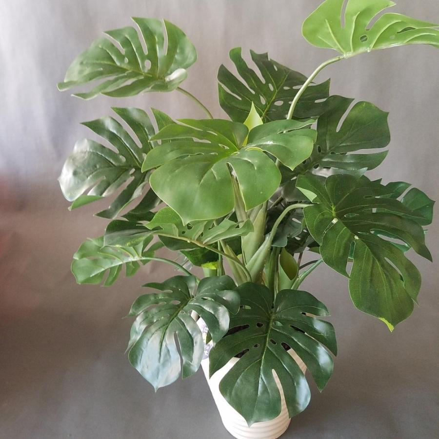 モンステラ　　観葉植物 モンステラ 072401 販売・通販［詳細ページ］ *tree tree*