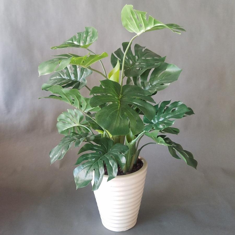 観葉植物 モンステラ株立 （高60cm幅45cm）【リビングや