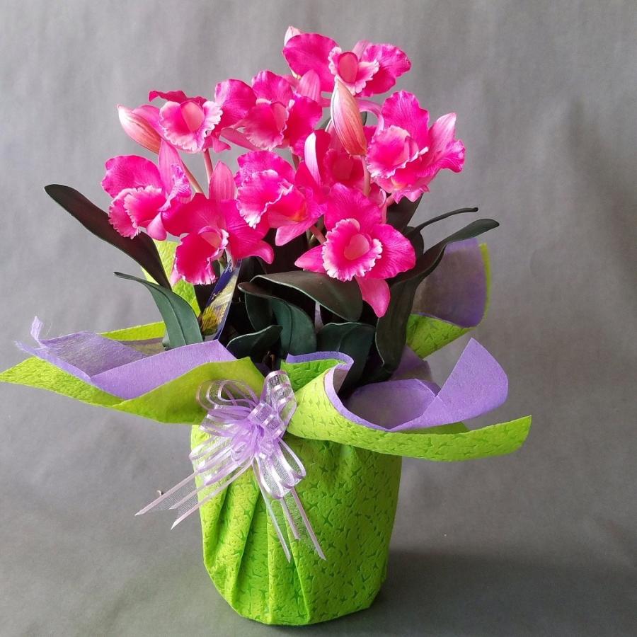 カトレア 赤 高さ３５ｃｍ巾２０ｃｍ オリジナル 光触媒 造花 誕生日祝 結婚祝 開店祝 新築祝 Ztt5ef43zm アイフラワー グリーン 通販 Yahoo ショッピング