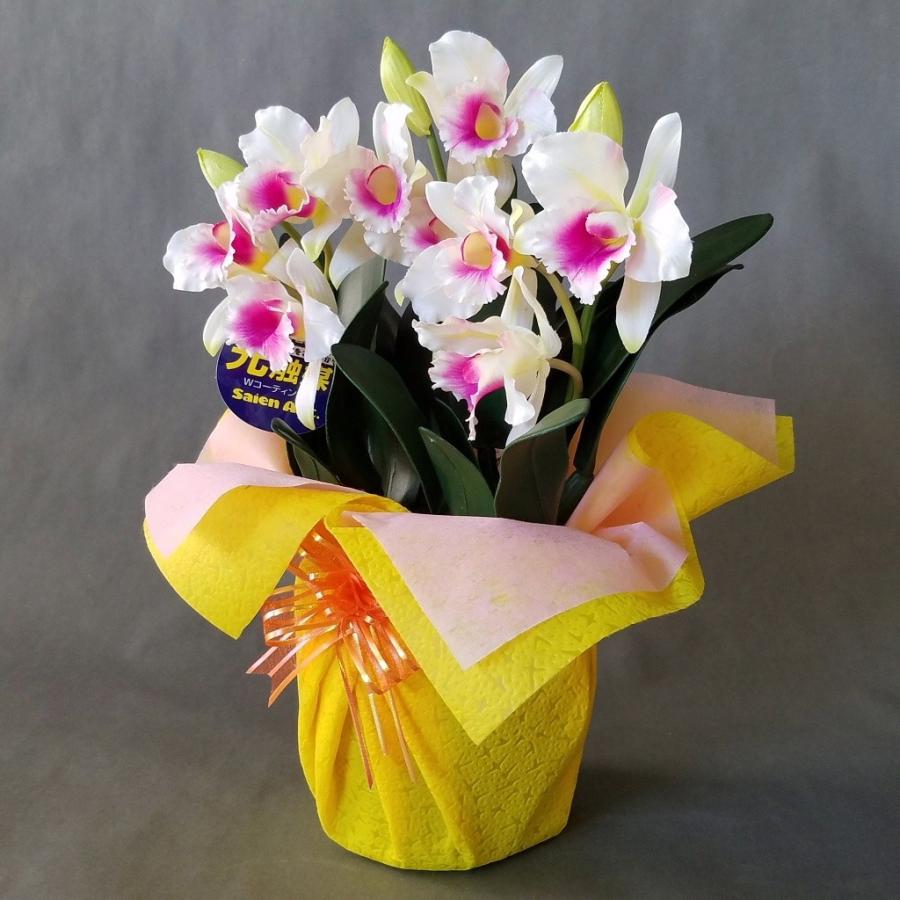 カトレア 白ピンク（（高さ35cm巾20cm）オリジナル、光触媒