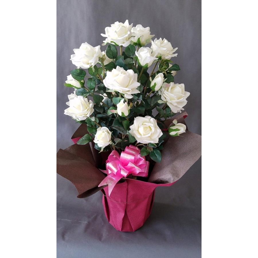 バラ大輪　白（剣咲）　２株立　（高さ７５ｃｍ