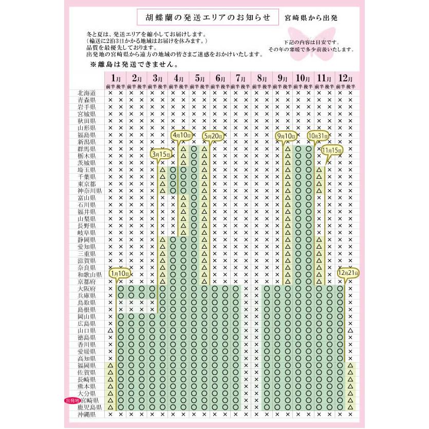 胡蝶蘭 白大輪 3本立ち響 8寸鉢（コチョウラン) 開店祝い/お祝い