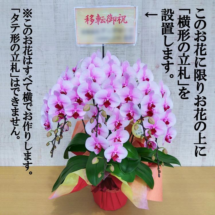 ミディ胡蝶蘭 さくらひめ6本立ち 7寸鉢（コチョウラン) 誕生日 開店