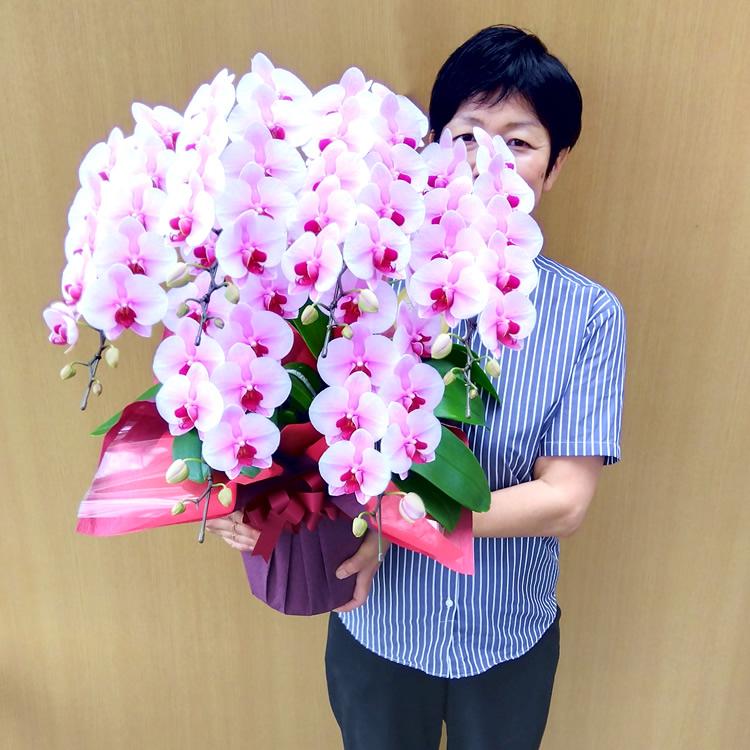 ミディ胡蝶蘭 さくらひめ6本立ち 7寸鉢（コチョウラン) 誕生日 開店