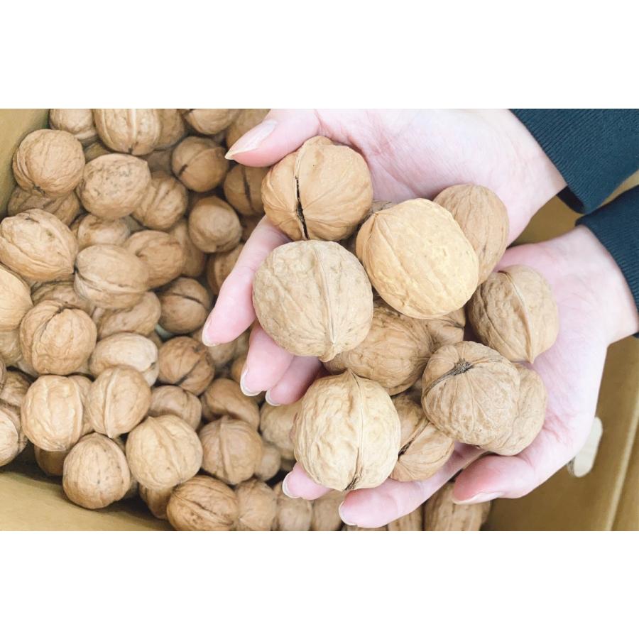 くるみ 殻付き 愛媛県産 信濃くるみ 1kg クルミ 北海道 沖縄への発送は不可となっております 確認しました Ilgaimportadora Com