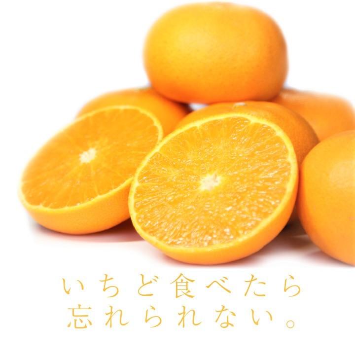 せとか おいしい みかん 愛媛 中島産 フルーツ 柑橘 贈答用 5kg 送料別
