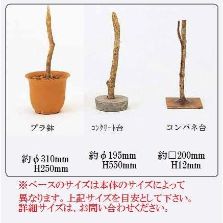 フィカスベンジャミン 株立ち H1800 : アイムガーデン ヤフー店 - 通販