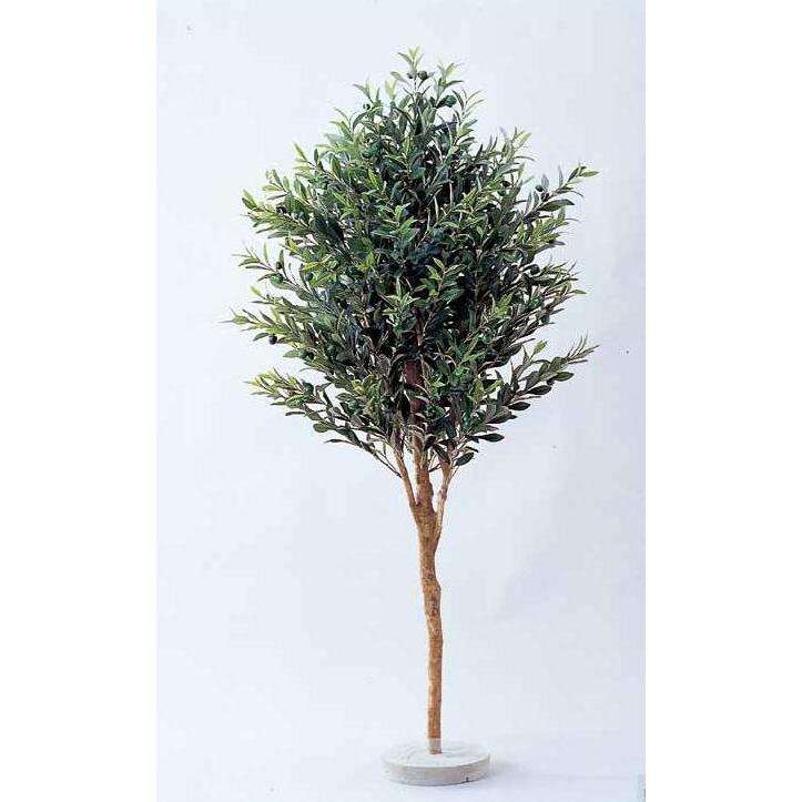 オリーブ　H1500