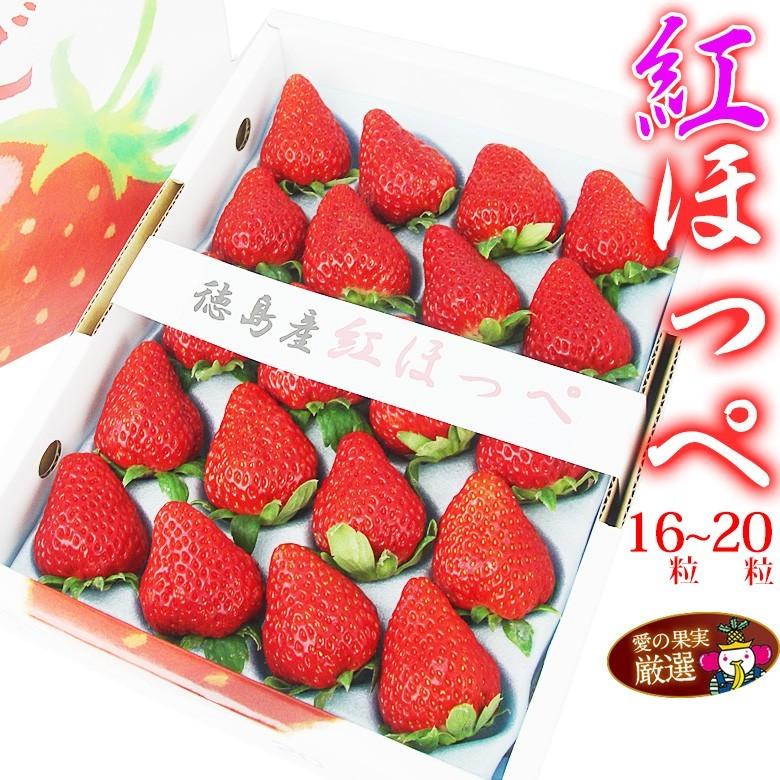 フルーツ ギフト お祝い イチゴ 苺 果物 くだもの セット お誕生日 お祝い 内祝い お供え お見舞い お礼 法事【紅ほっぺ 徳島産 16〜20粒】