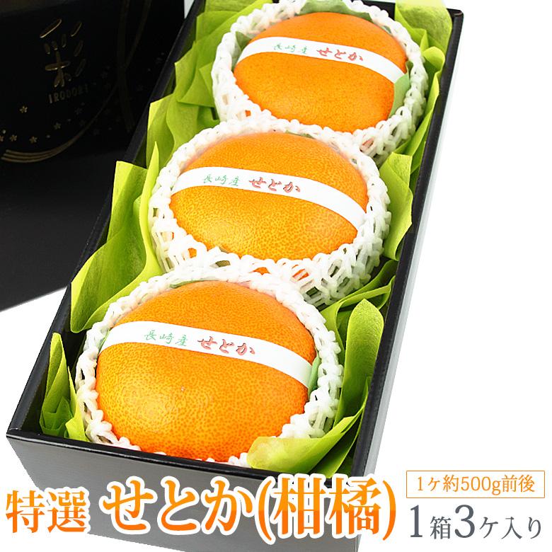 フルーツ ギフト  お彼岸 【せとか(長崎産 佐賀産)6L 3個入】みかん 蜜柑 柑橘 くだもの 果物 お誕生日 お供え 内祝い お供え | 