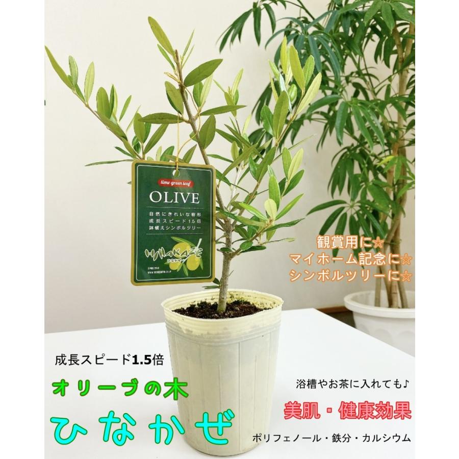 オリーブの木 ひなかぜ Gkflo Olive035 デジタル工房あいおい 通販 Yahoo ショッピング