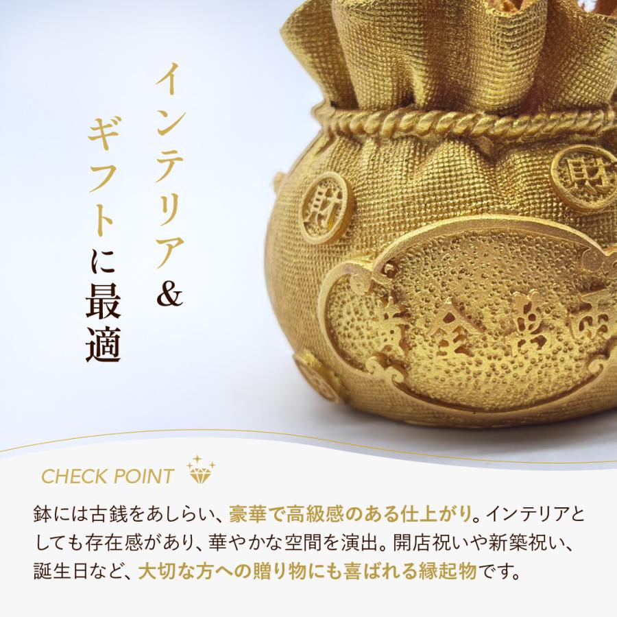 風水 黄金木 招財樹 金のなる木 黄水晶 シトリン 風水アイテム 金運