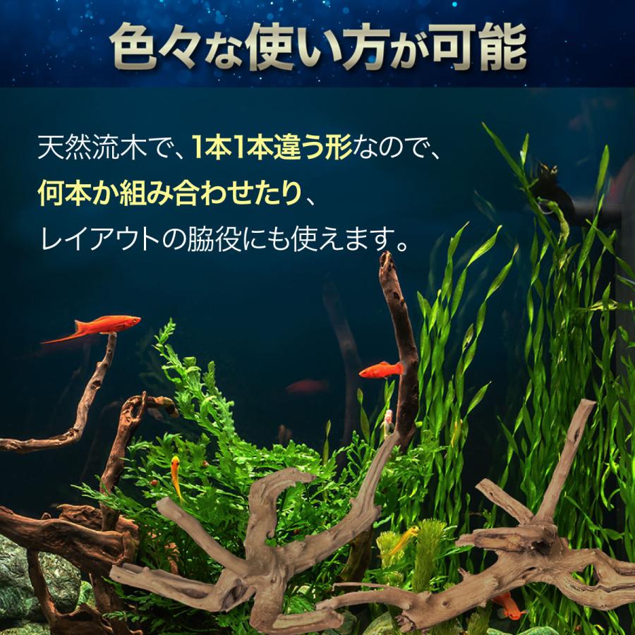 1個Sサイズ 形状お任せタイプ アクアリウム 流木 煮沸済 水槽 1個Sサイズ 形状お任せタイプ アクアリウム 流木 煮沸済 水槽