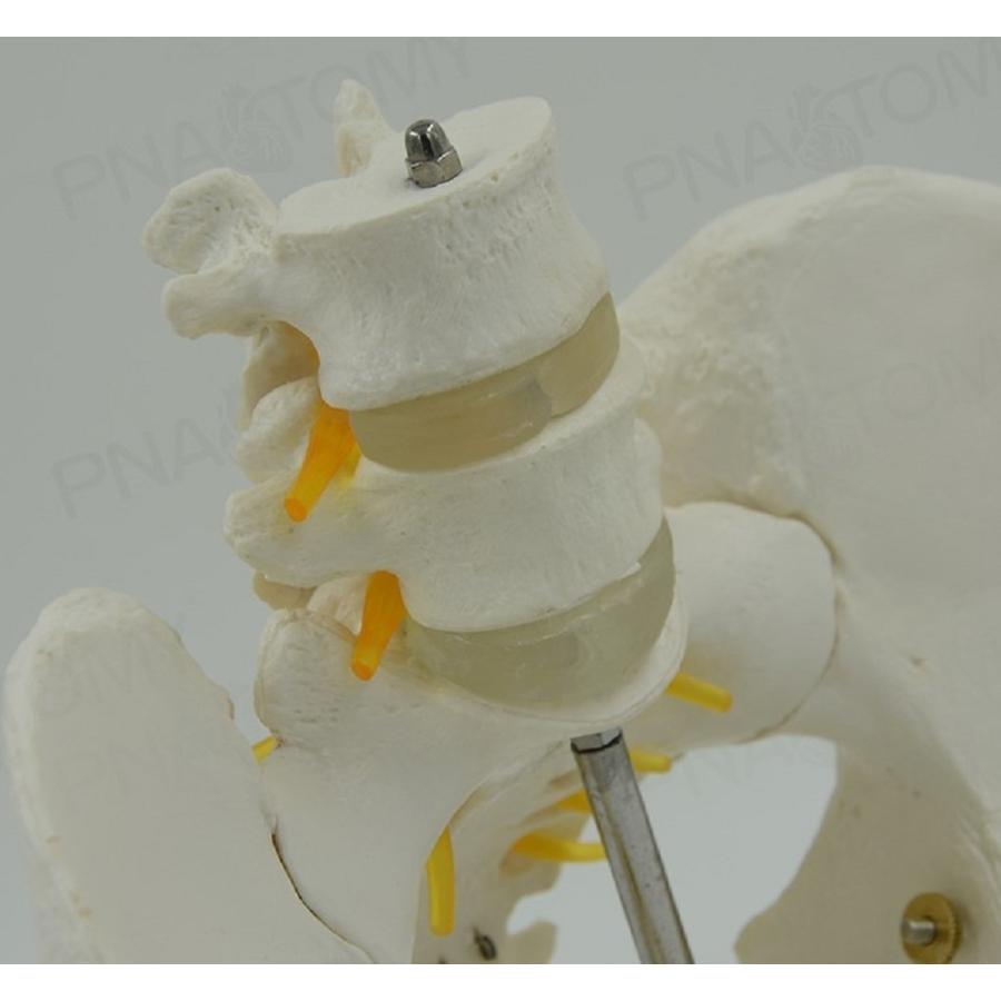 実物大の骨盤模型 レプリカ 骸骨 人体模型 骨格標本 骨格模型 等身大 医学 教材 スカル お化け屋敷 学園祭 肝試し ドクロ ガイコツ スケルトン｜aioshop｜03