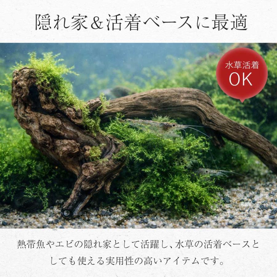 アクアリウム 流木 ーVer2ー 形状お任せタイプ 21〜25cm 水槽撮影