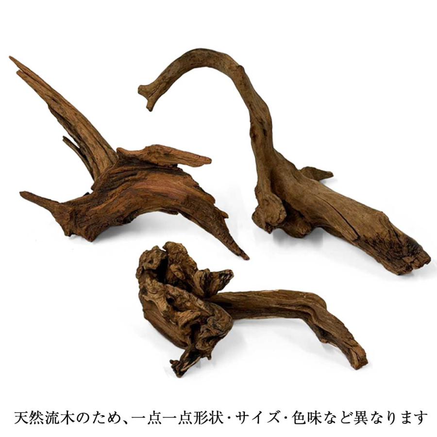 アクアリウム 流木 ーVer2ー 形状お任せタイプ 21〜25cm 水槽撮影