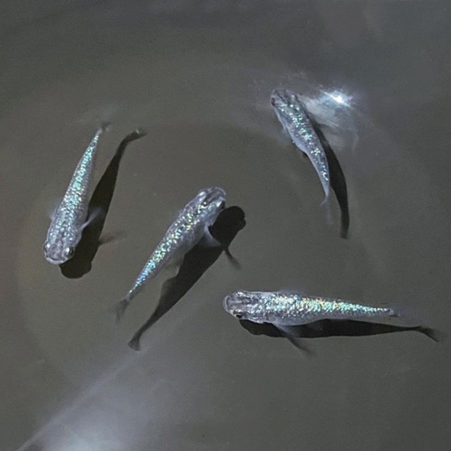 豪奢な 観賞魚生体 送料無料 スピード発送 メダカ 卵 メダカ 卵 サファイア 10個セット おまけ5個程度付属 背ビレなし 黒ラメ幹之 泳ぐ宝石 超極上 タマゴ みゆき ラメ 交配 固定率 水槽 厳選種 アクアリウム Www Threeriversofs Com
