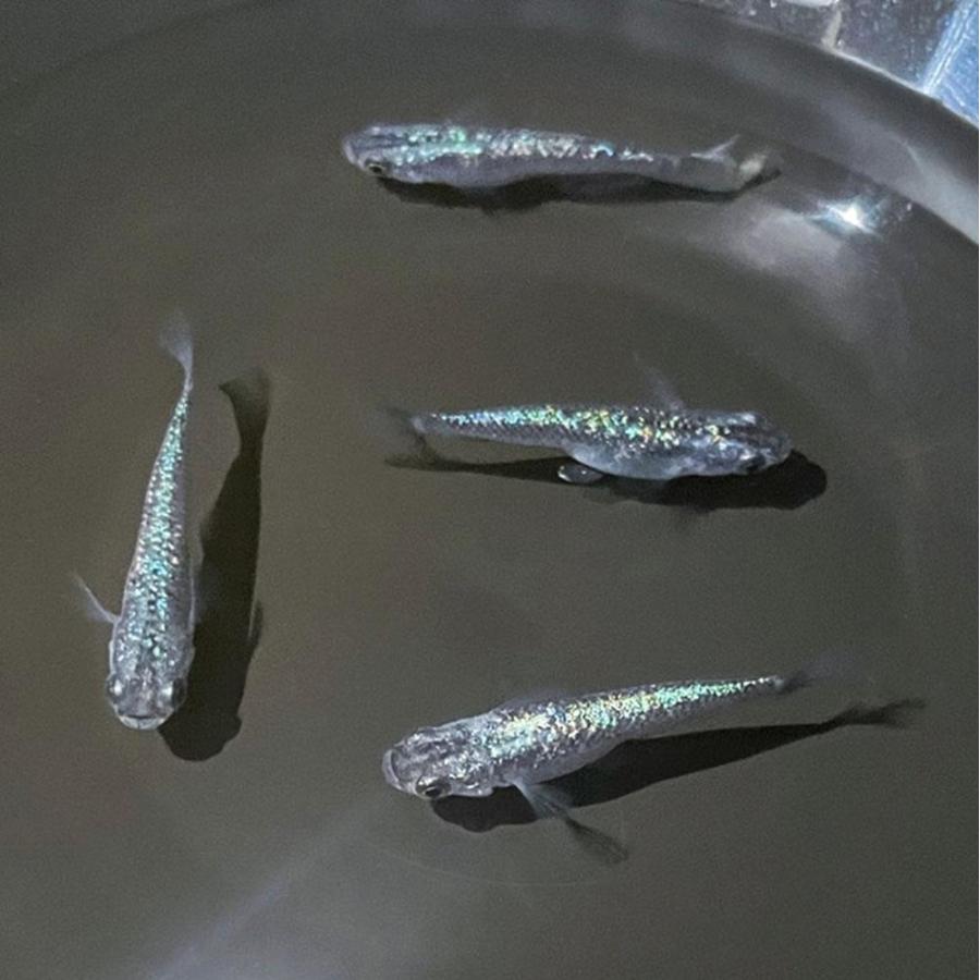 豪奢な 観賞魚生体 送料無料 スピード発送 メダカ 卵 メダカ 卵 サファイア 10個セット おまけ5個程度付属 背ビレなし 黒ラメ幹之 泳ぐ宝石 超極上 タマゴ みゆき ラメ 交配 固定率 水槽 厳選種 アクアリウム Www Threeriversofs Com