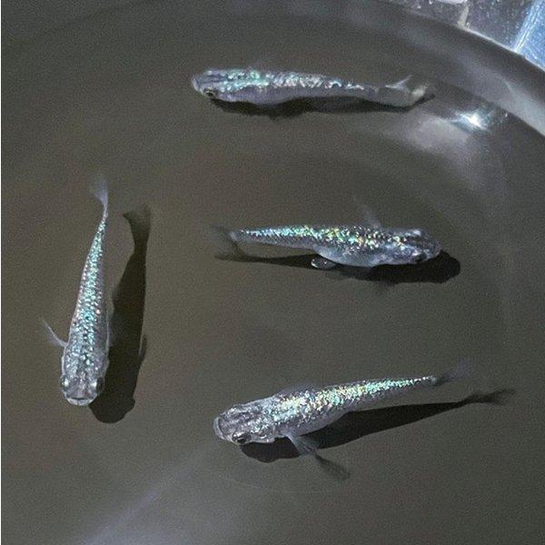 ロイヤルドルトン イングリッシュルネサンス 蓋付ベジタブル