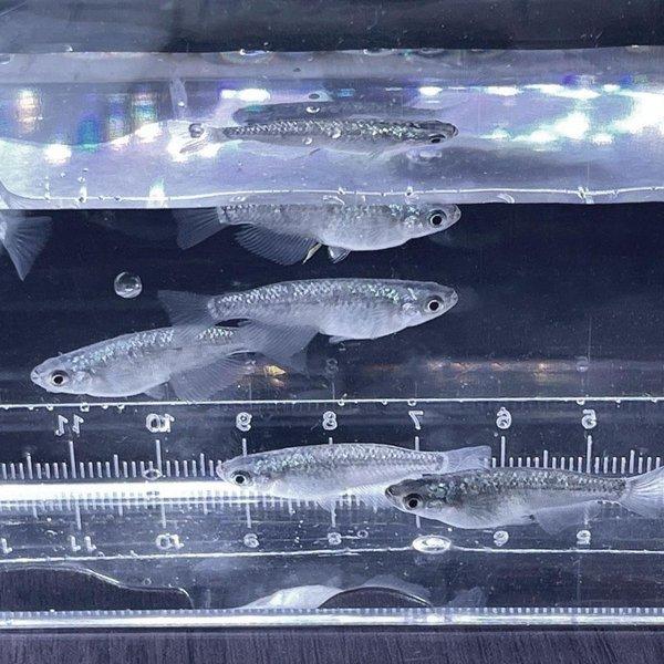 メダカ 卵 サファイア 10個セット おまけ5個程度付属 背ビレなし 黒 