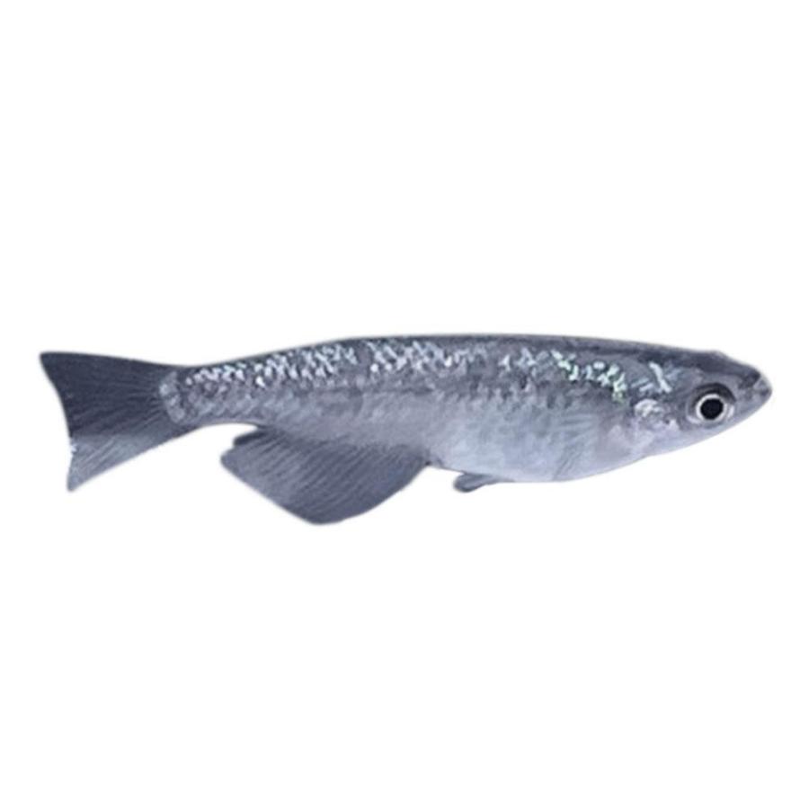 豪奢な 観賞魚生体 送料無料 スピード発送 メダカ 卵 メダカ 卵 サファイア 10個セット おまけ5個程度付属 背ビレなし 黒ラメ幹之 泳ぐ宝石 超極上 タマゴ みゆき ラメ 交配 固定率 水槽 厳選種 アクアリウム Www Threeriversofs Com